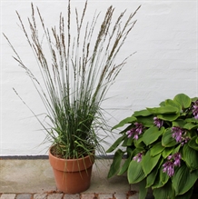 Pibegræs 'Black Arrows'